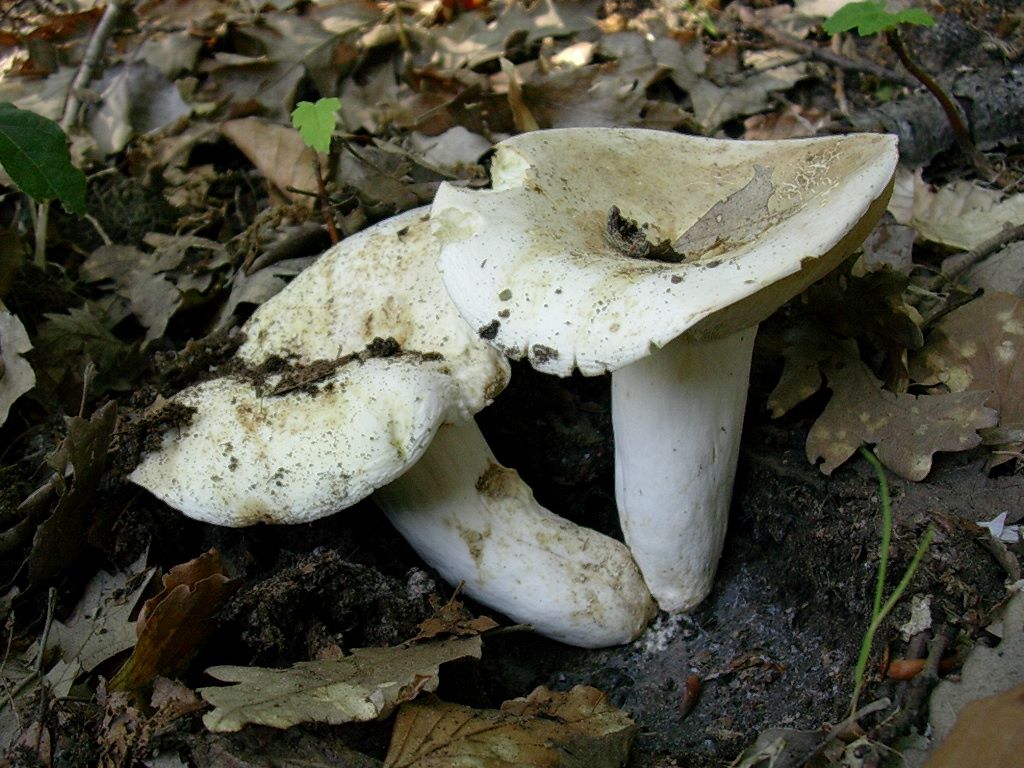 2045 Giugno vecchio ritrovamento
